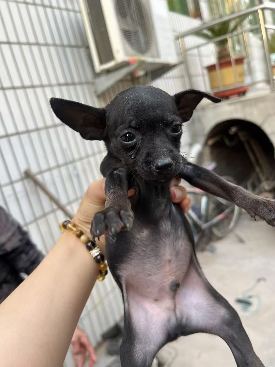 小鹿犬